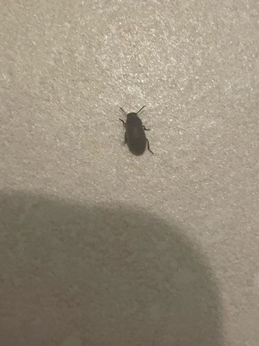 Darkling Beetle (possibly a Mealworm Beetle)