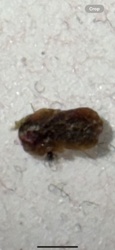Carpet Beetle (likely Varied Carpet Beetle or Black Carpet Beetle)