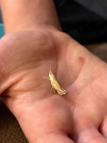 Slender Meadow Katydid