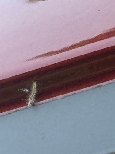 Tussock Moth Caterpillar