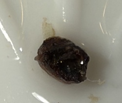 Cockroach Ootheca (Egg Case)