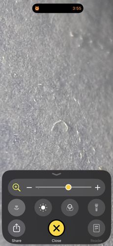 Lint or textile fiber (not an insect)