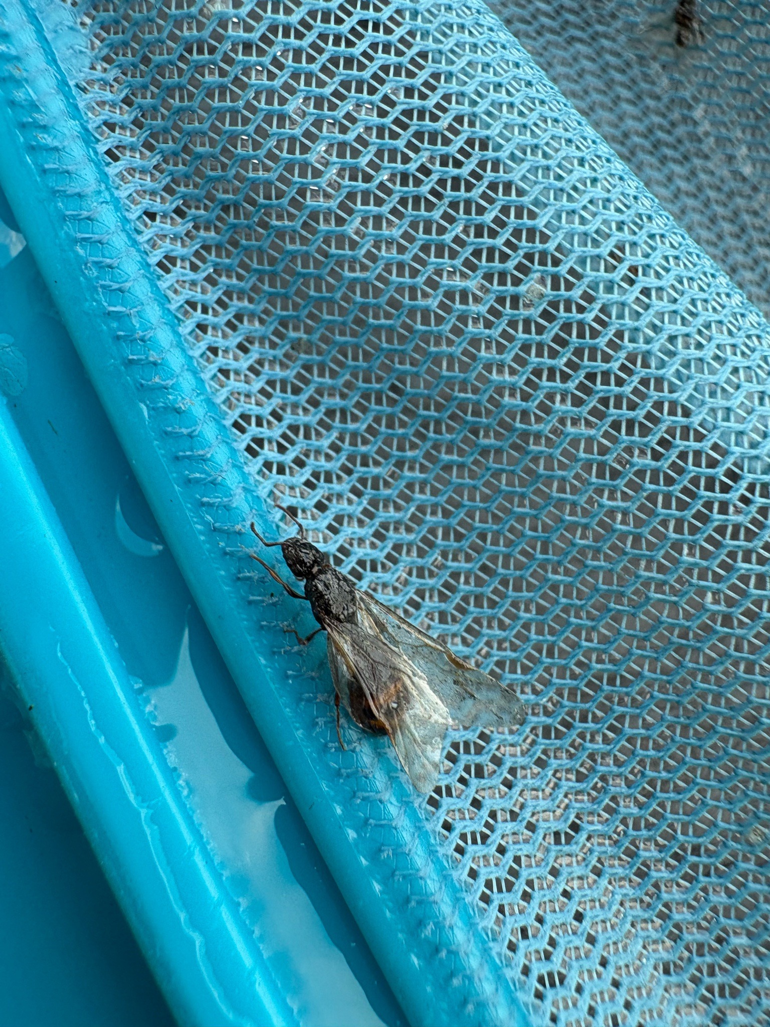 Termite Alate (Swarmers)