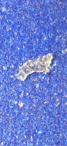 Tardigrade (also known as Water Bear or Moss Piglet)