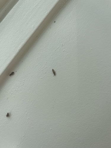 Booklouse (or Psocid)