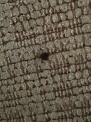 Carpet beetle (likely larval stage)