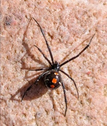 Brown Widow Spider