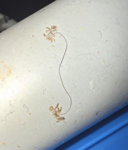 Horsehair Worm (Gordian Worm)