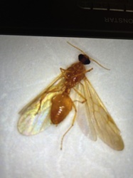 Winged Ant (Alate)