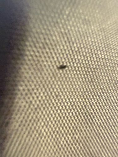 Carpet Beetle Larva