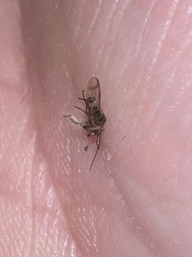 Fruit fly (or Vinegar fly)