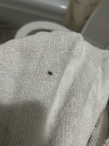 Carpet Beetle (likely Varied Carpet Beetle or Black Carpet Beetle)