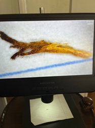 Not an insect or bug