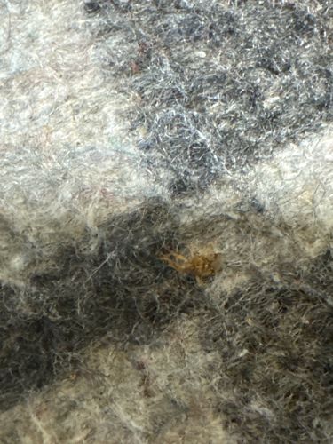 Carpet Beetle Larva (likely varied carpet beetle or black carpet beetle)