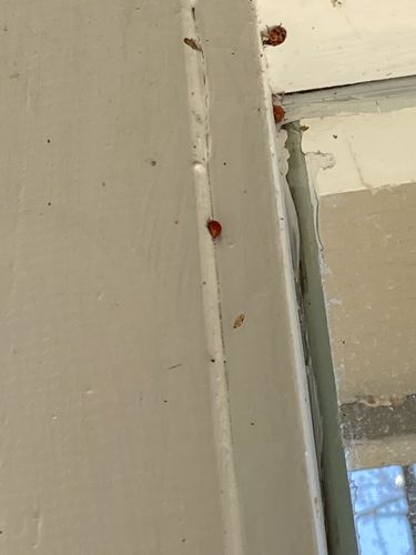 Multicolored Asian Lady Beetle