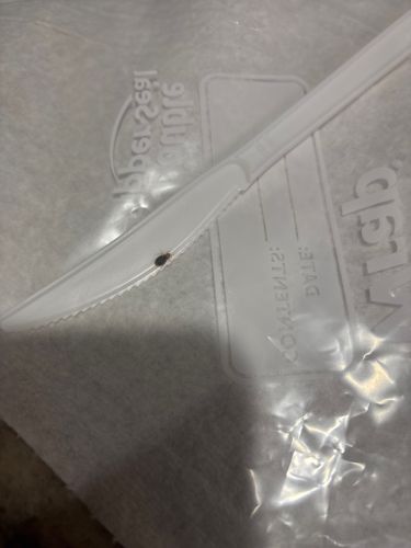 Carpet beetle (likely Black Carpet Beetle)