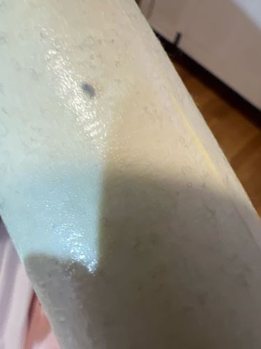 Black Sap Beetle or Picnic Beetle