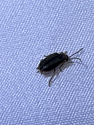 Firefly or Lightning Bug