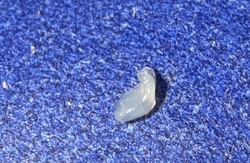 Common Garden Slug (Juvenile/Hatchling)