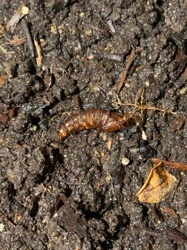 Wireworm (larva of a Click Beetle)