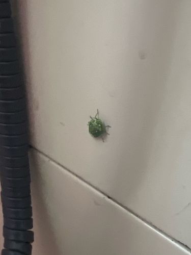 Green Stink Bug