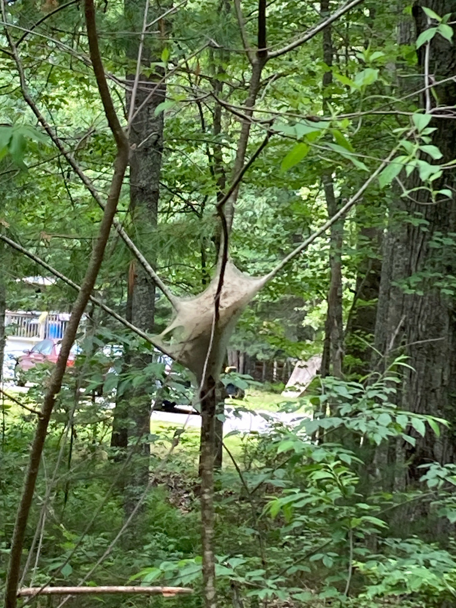 Eastern Tent Caterpillar