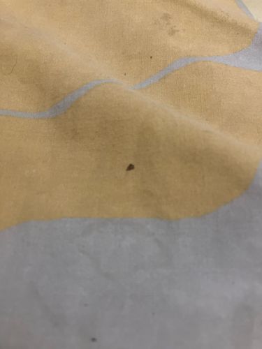 Carpet Beetle (likely Varied Carpet Beetle or Black Carpet Beetle larva)