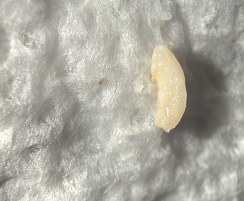 Tapeworm Proglottid (Segment)