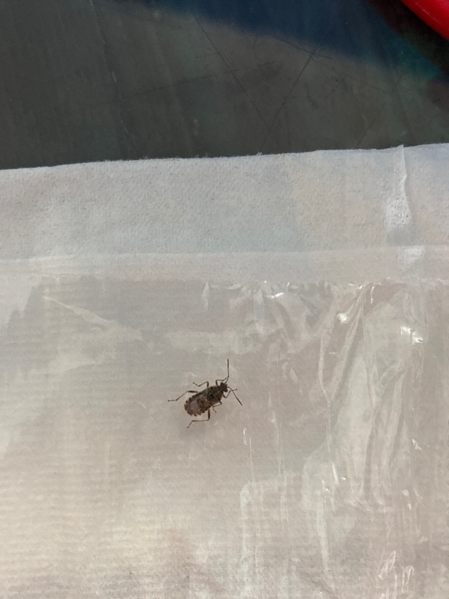 Brown Marmorated Stink Bug (Nymph)