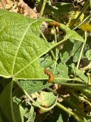 Squash Vine Borer larva
