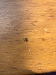 Carpet Beetle (likely Varied Carpet Beetle or Black Carpet Beetle larvae)