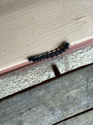 Peacock Butterfly Caterpillar