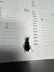 Velvet Ant (likely a Dasymutilla species)