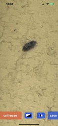 Carpet Beetle