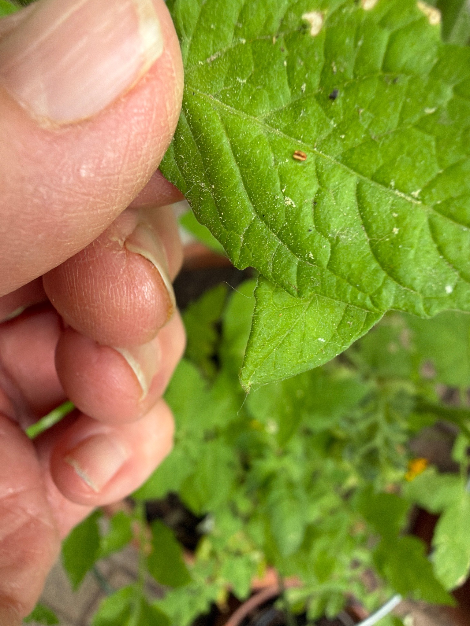 Two-spotted spider mite