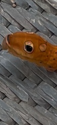 Spicebush Swallowtail Caterpillar
