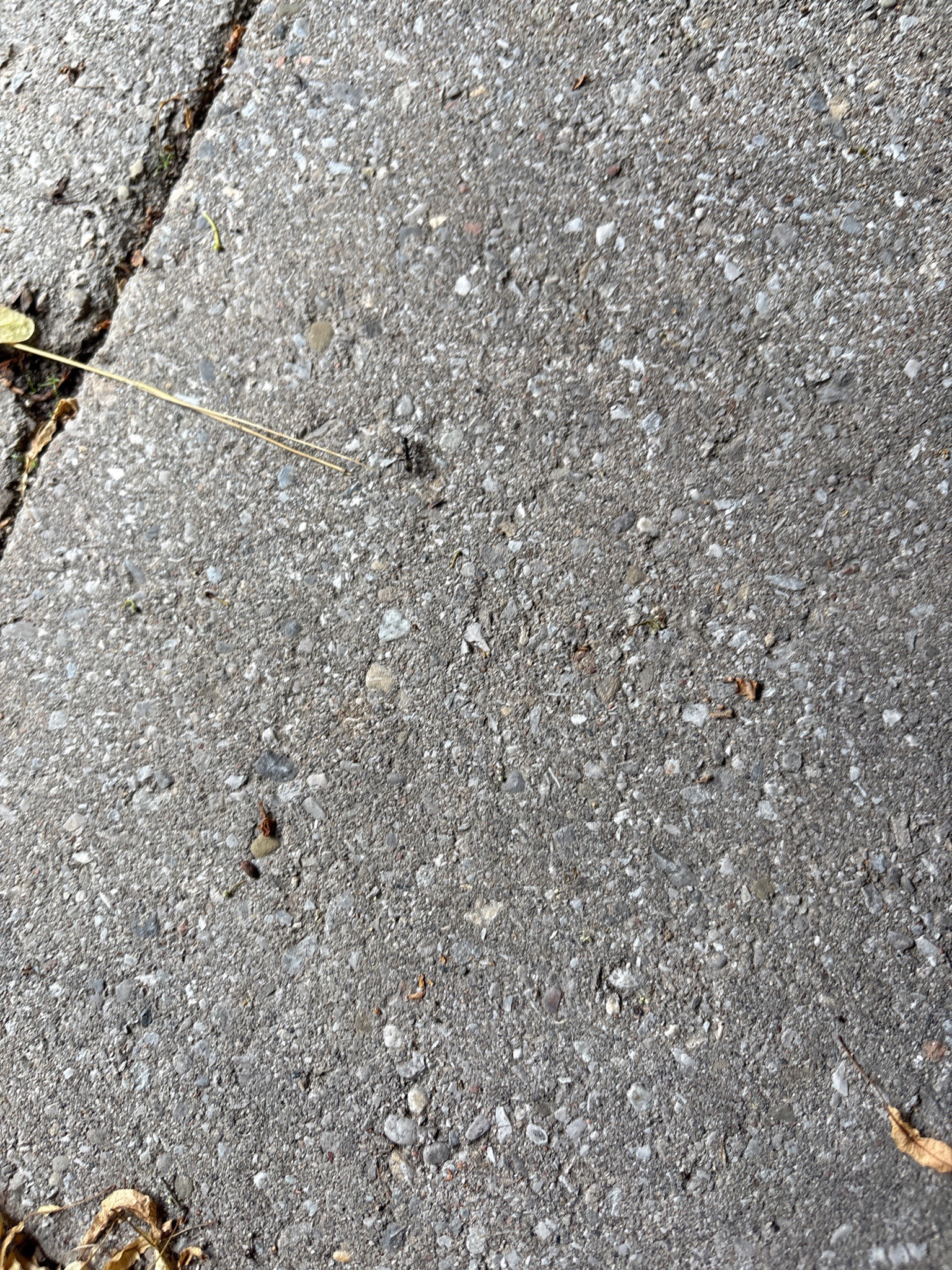 Black Carpenter Ant