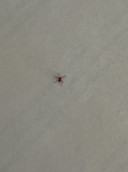 Red Grass Mite / Concrete Mite