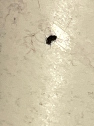 Unidentifiable insect/debris