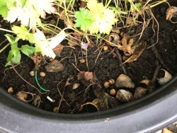Garden Snail