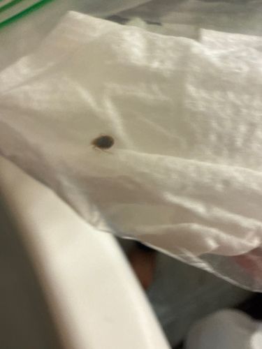 Carpet Beetle (likely Varied Carpet Beetle or Black Carpet Beetle larva)