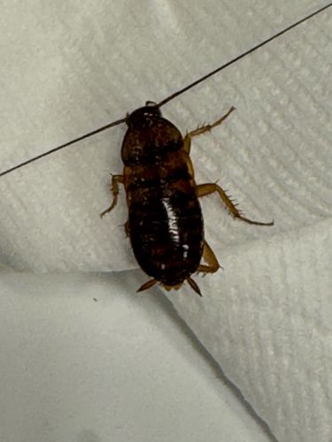 German Cockroach
