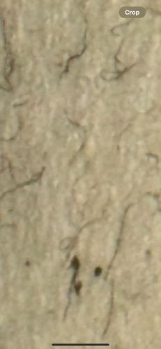 Household Casebearer