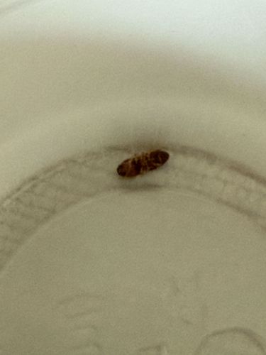 Carpet Beetle Larva (most likely Varied Carpet Beetle or Black Carpet Beetle)