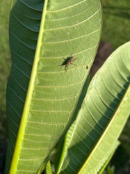 Weevil