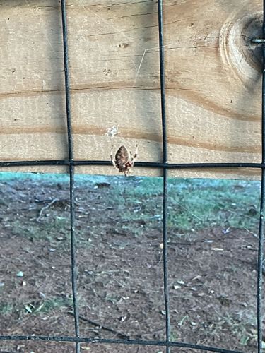 Cross Orbweaver, European Garden Spider