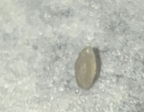 Pharaoh Ant (Larva/Pupa)