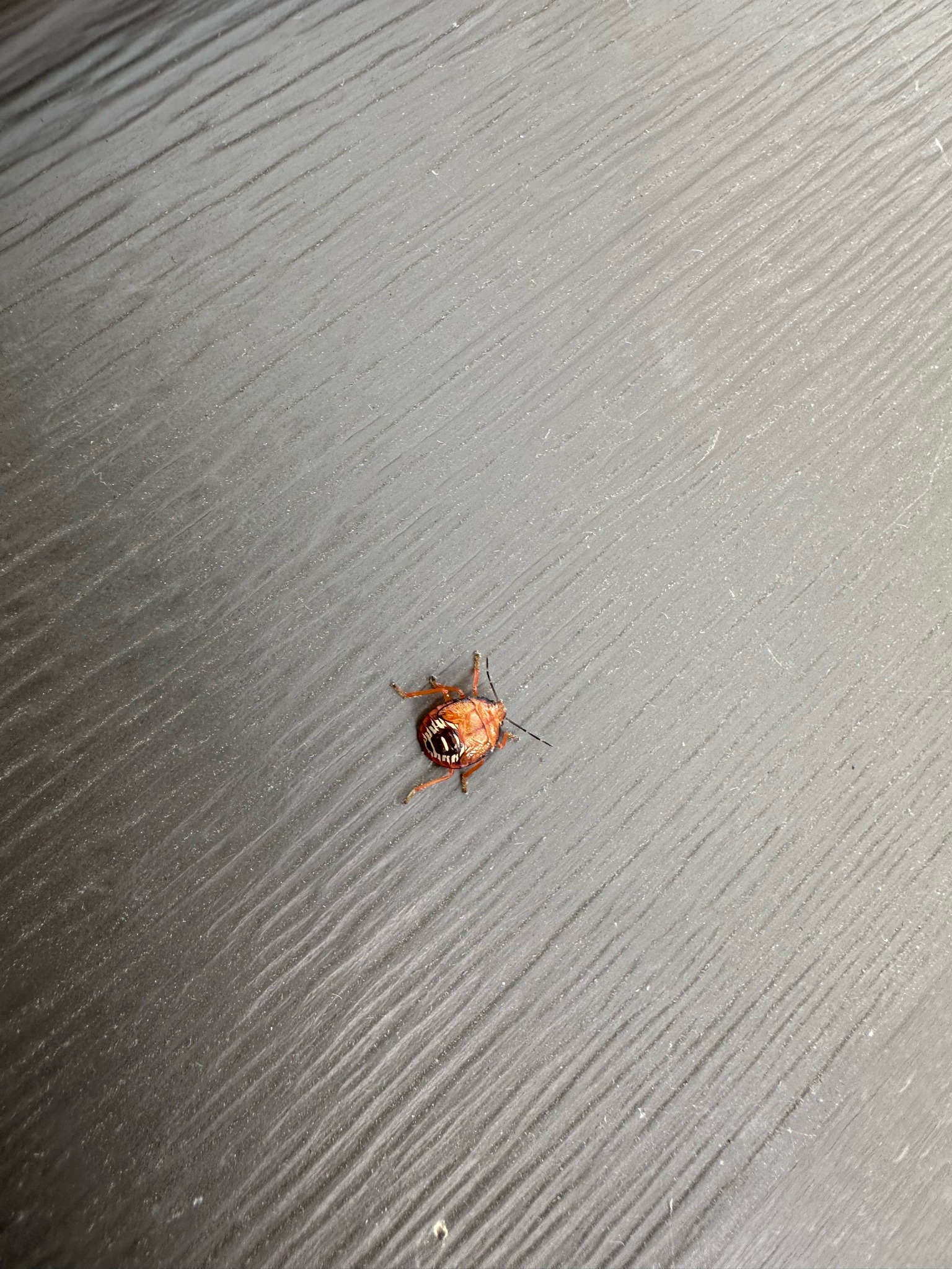 Brown Marmorated Stink Bug (Nymph)