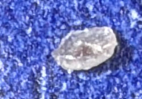 Household Casebearer (often the larva of the Phereoeca uterella or Tinea pellionella)