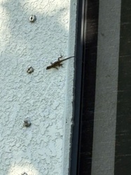 Brown Anole